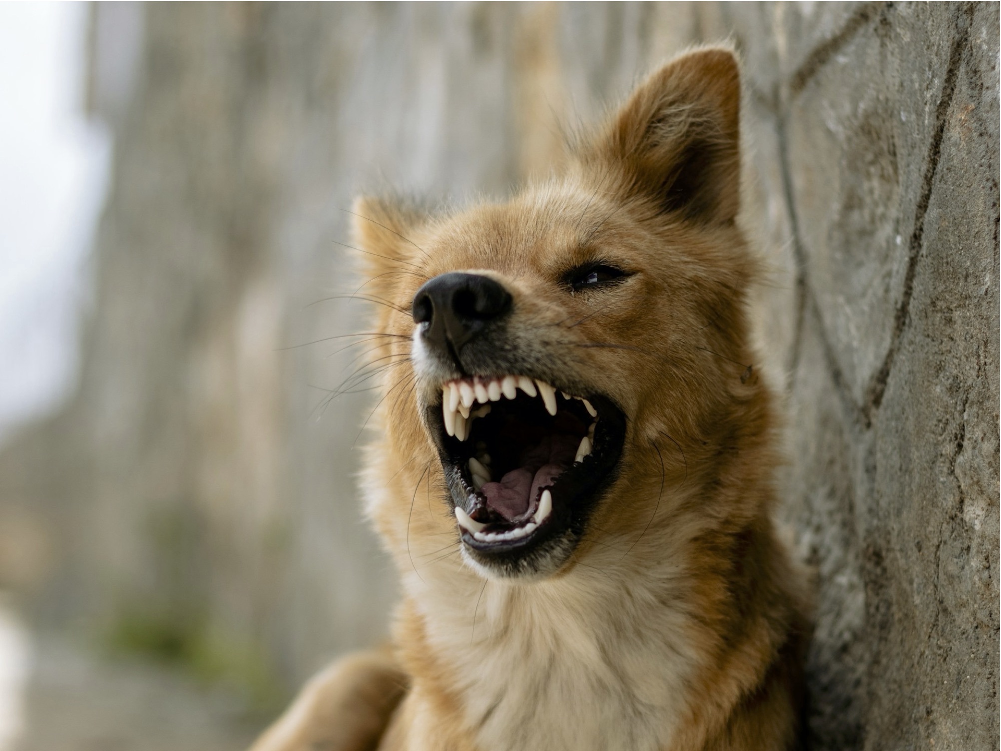 Dog snarling