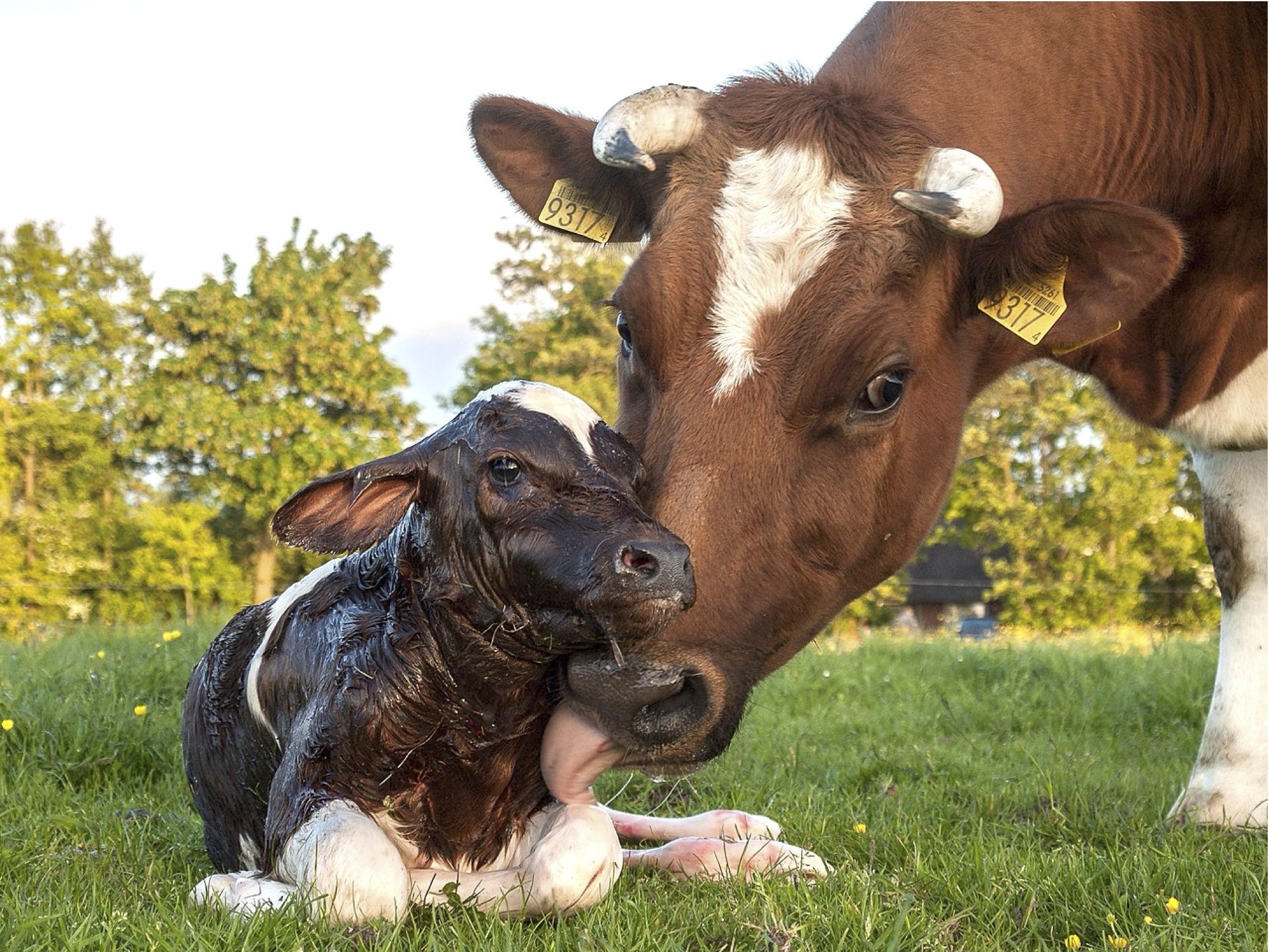 New born Frisian red white calf