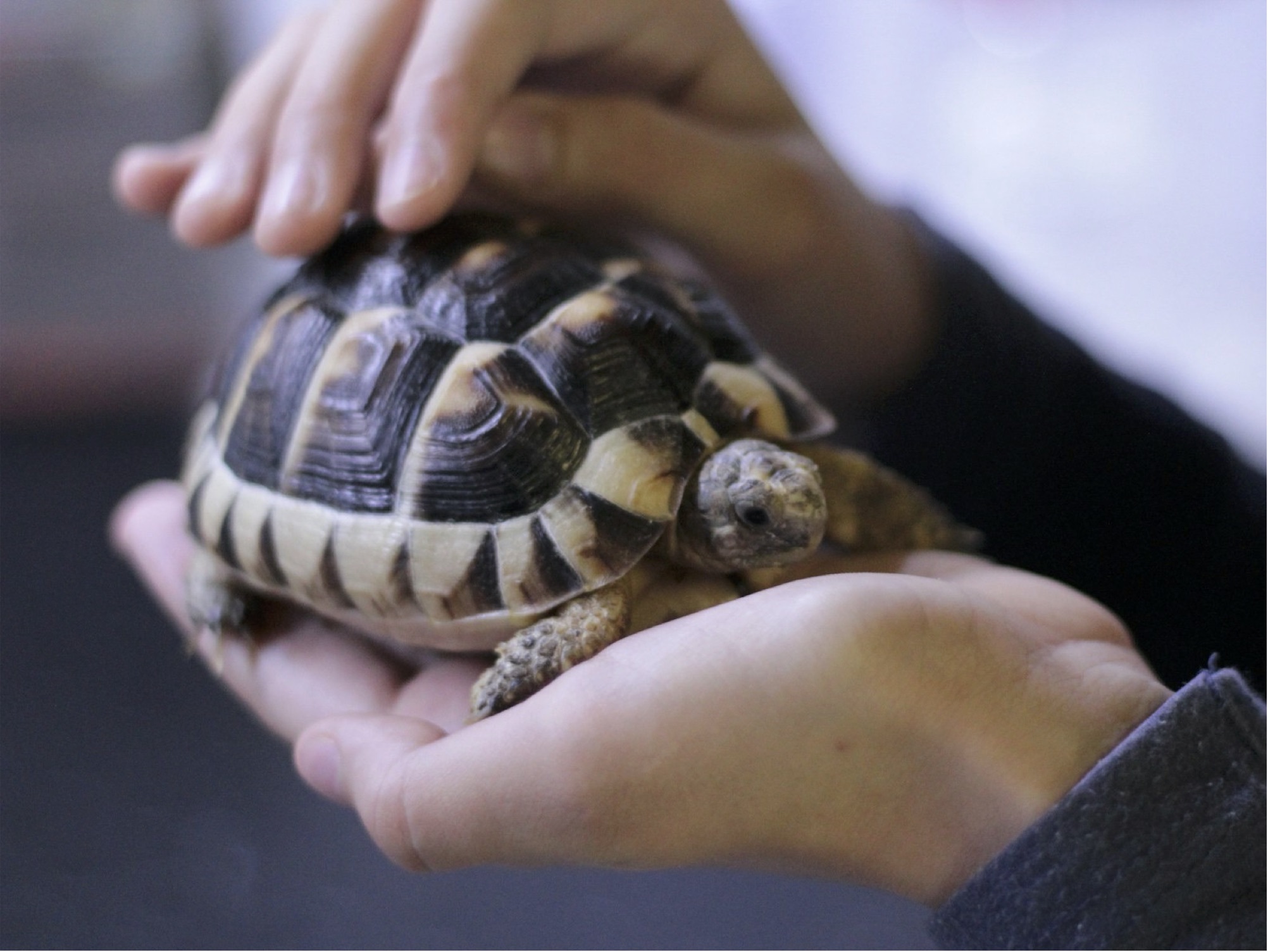 Pet tortoise