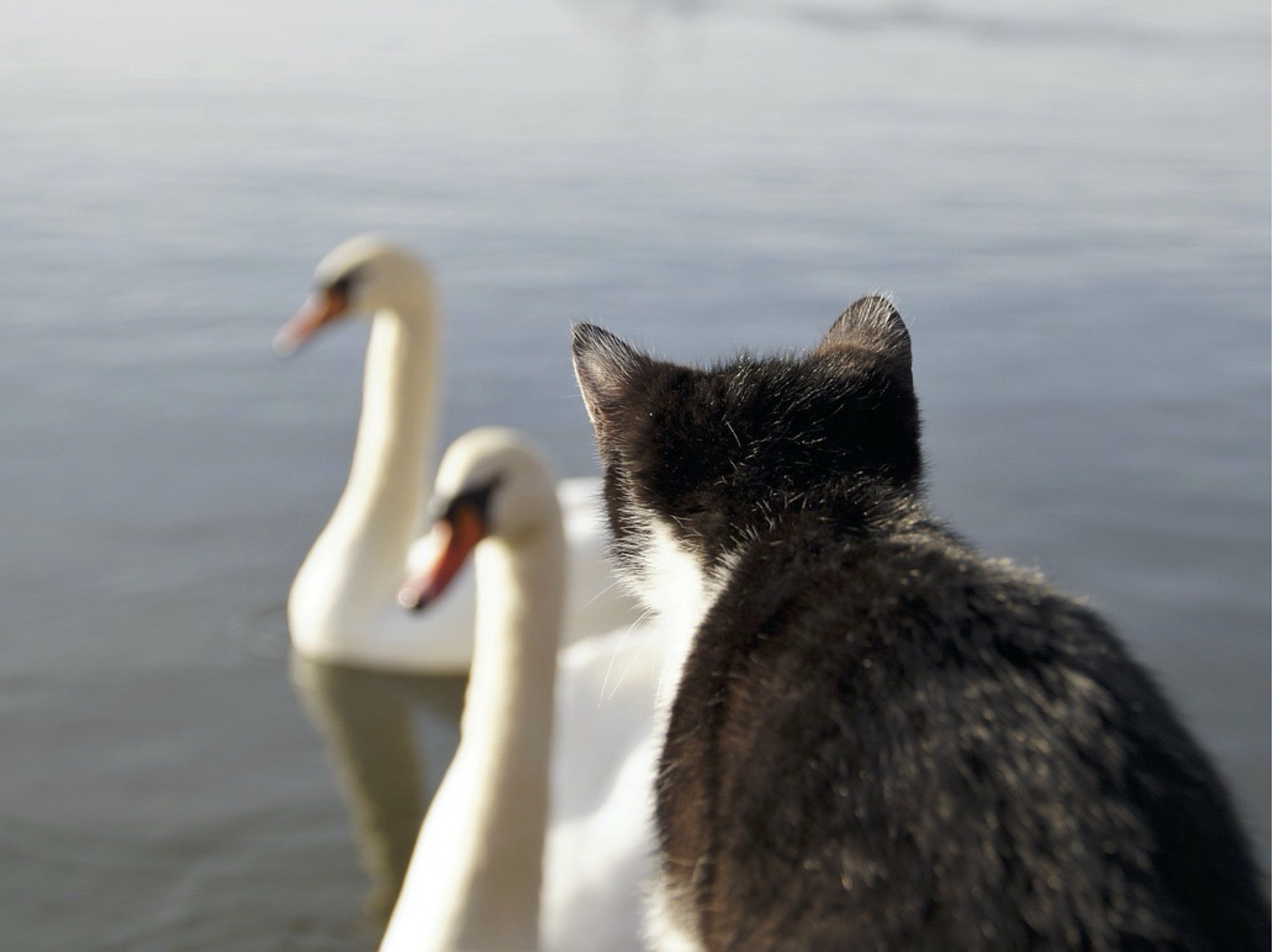 Cat 5864517 Iva Balk Pixabay1280