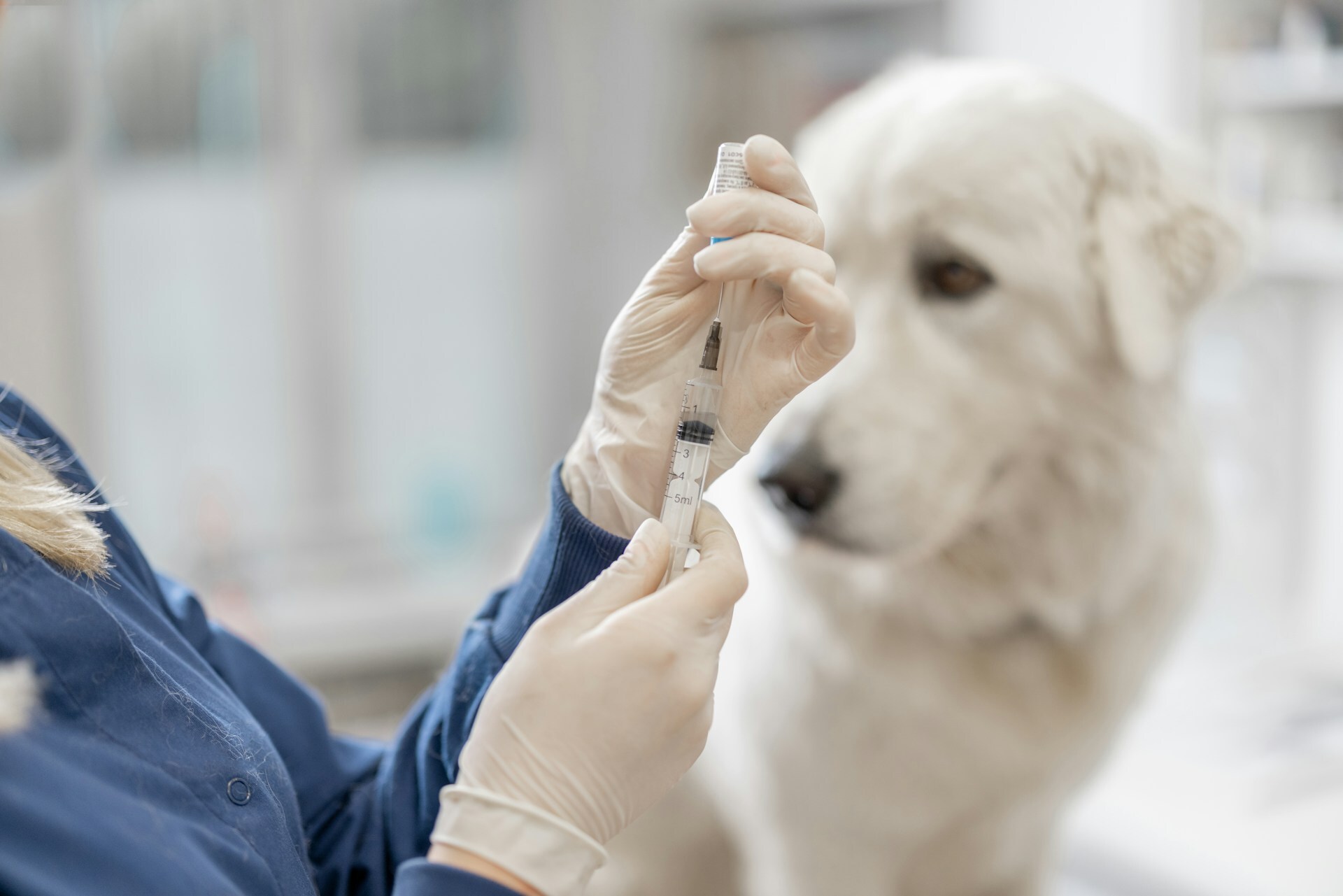 Dog injection
