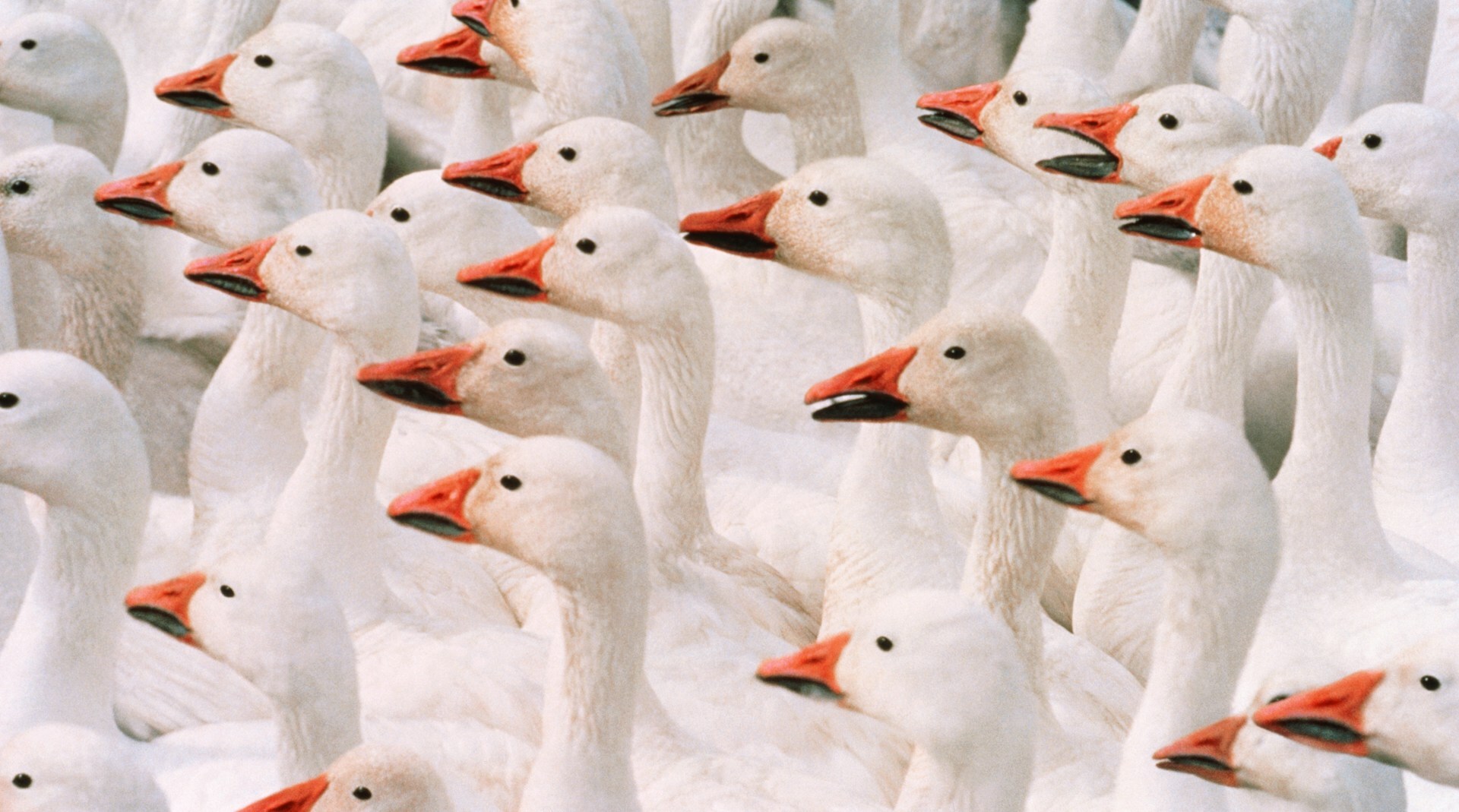 Getty images NDX Va LU s Eo unsplash