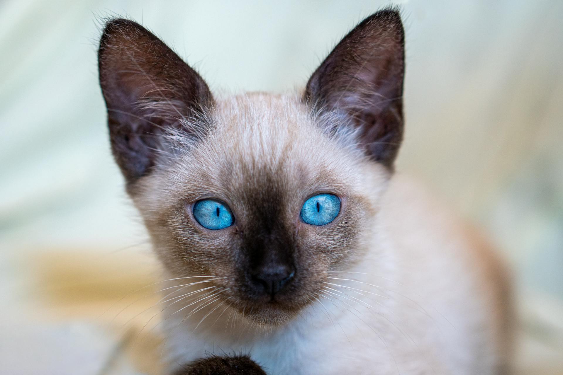 Burmese kitten