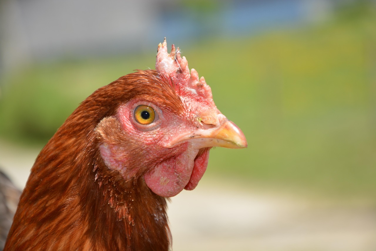 Laying hen jaclou dl pixabay