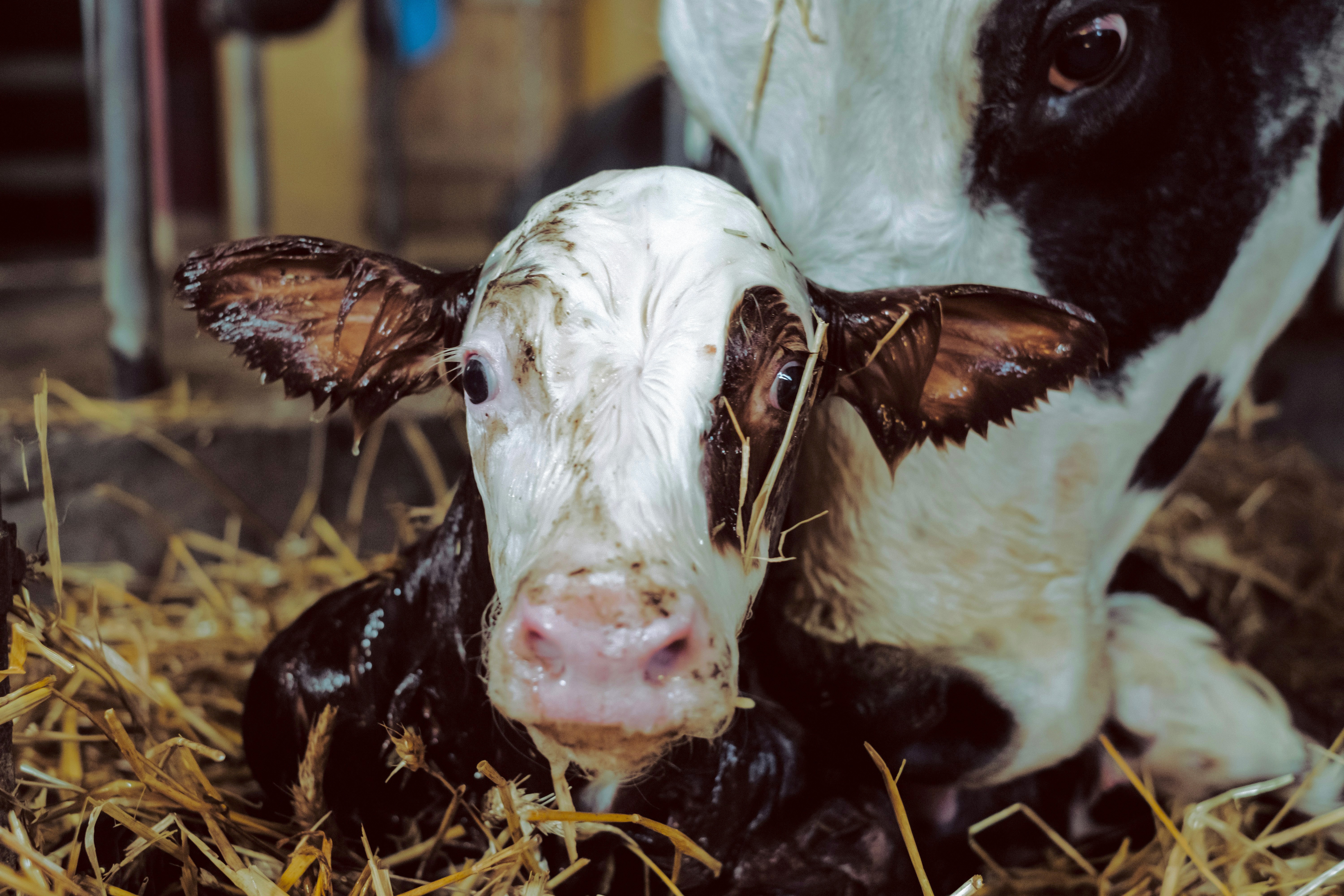 Freestocks SQ2 N Vv U Dph M unsplash