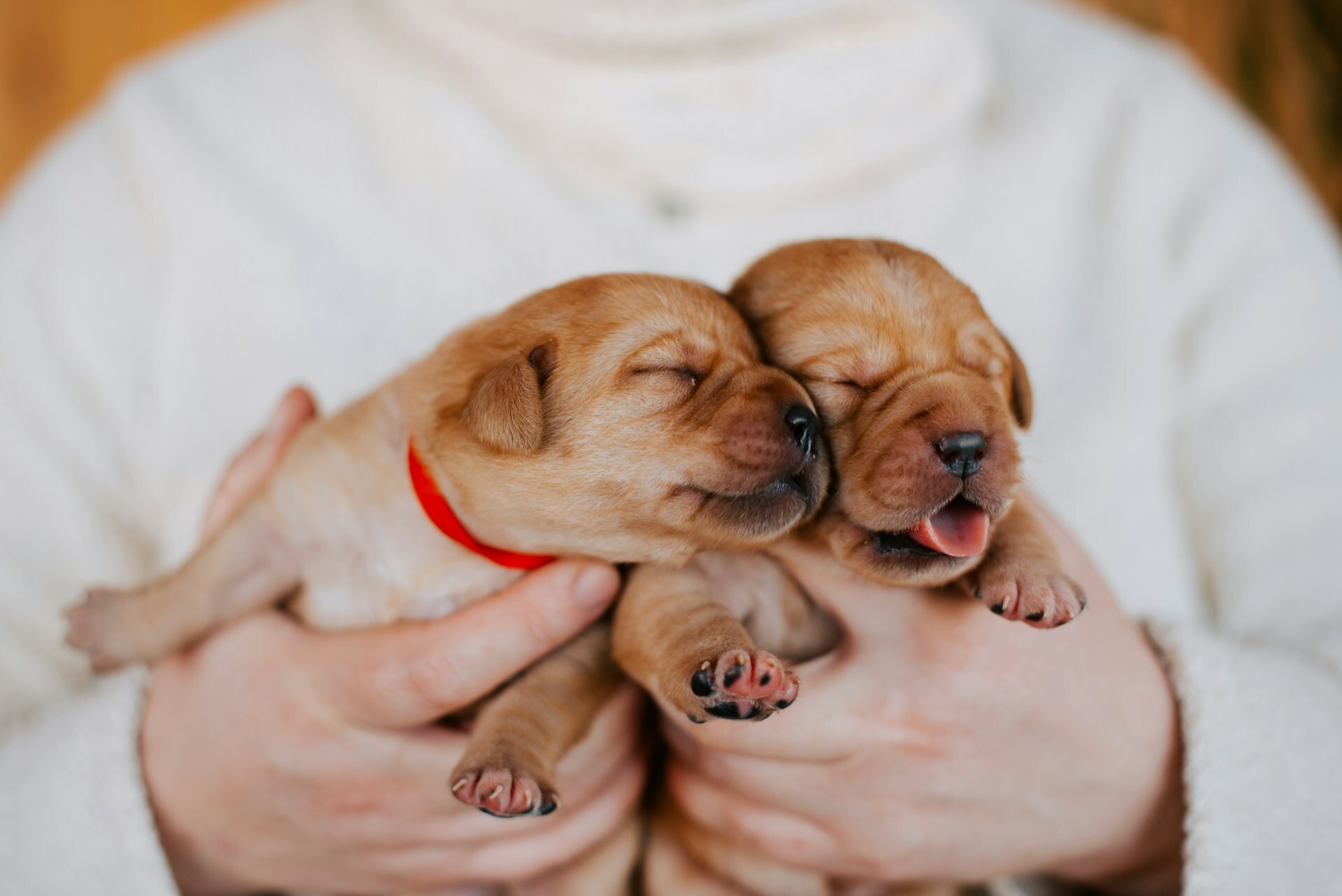 Puppies